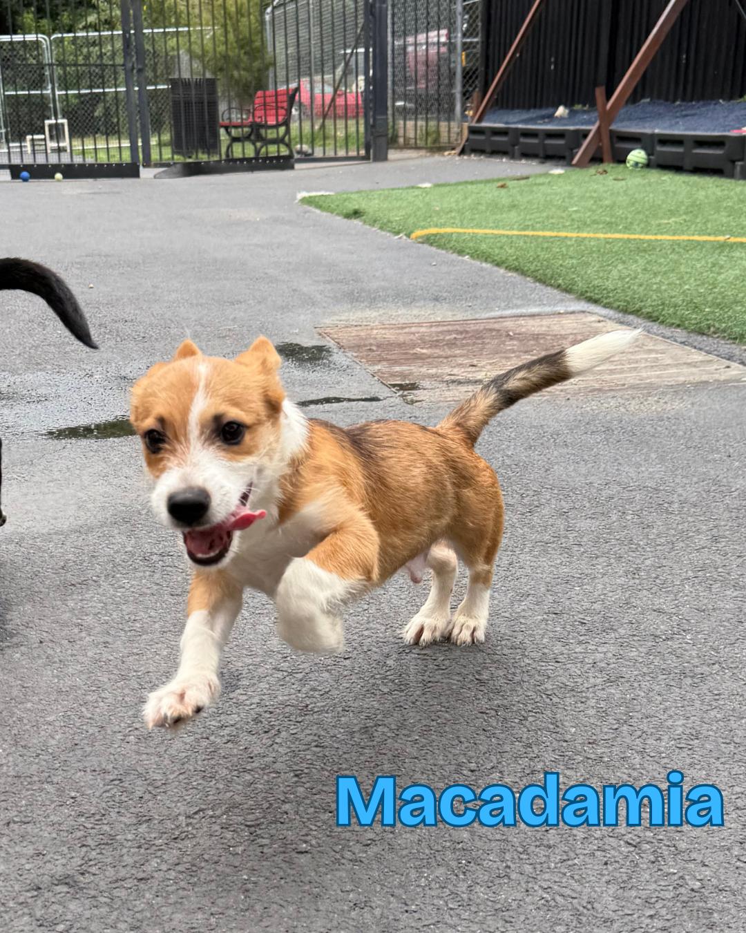 Macadamia