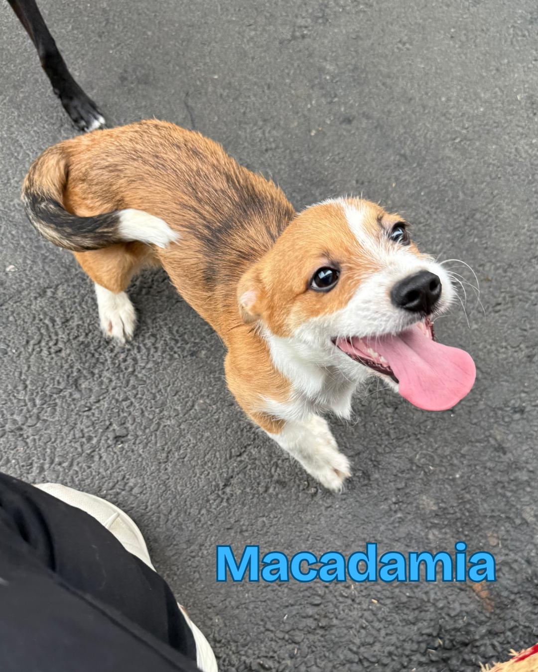 Macadamia