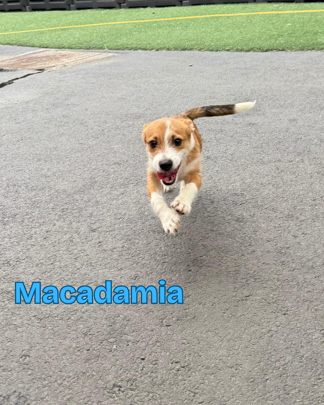 Macadamia