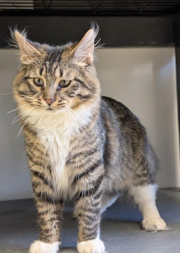 Bozeman, Adoptable, Adult Male Domestic Long Hair.