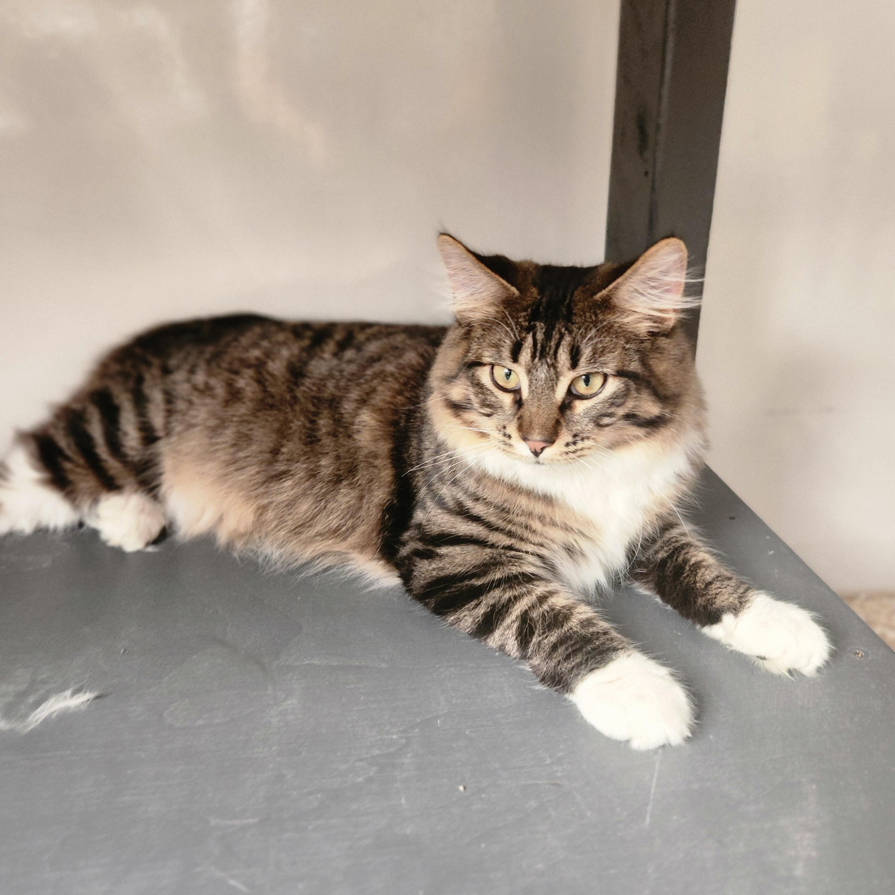 Enlarge Bozeman, a Adoptable Domestic Long Hair in Waupun, WI image 3/4