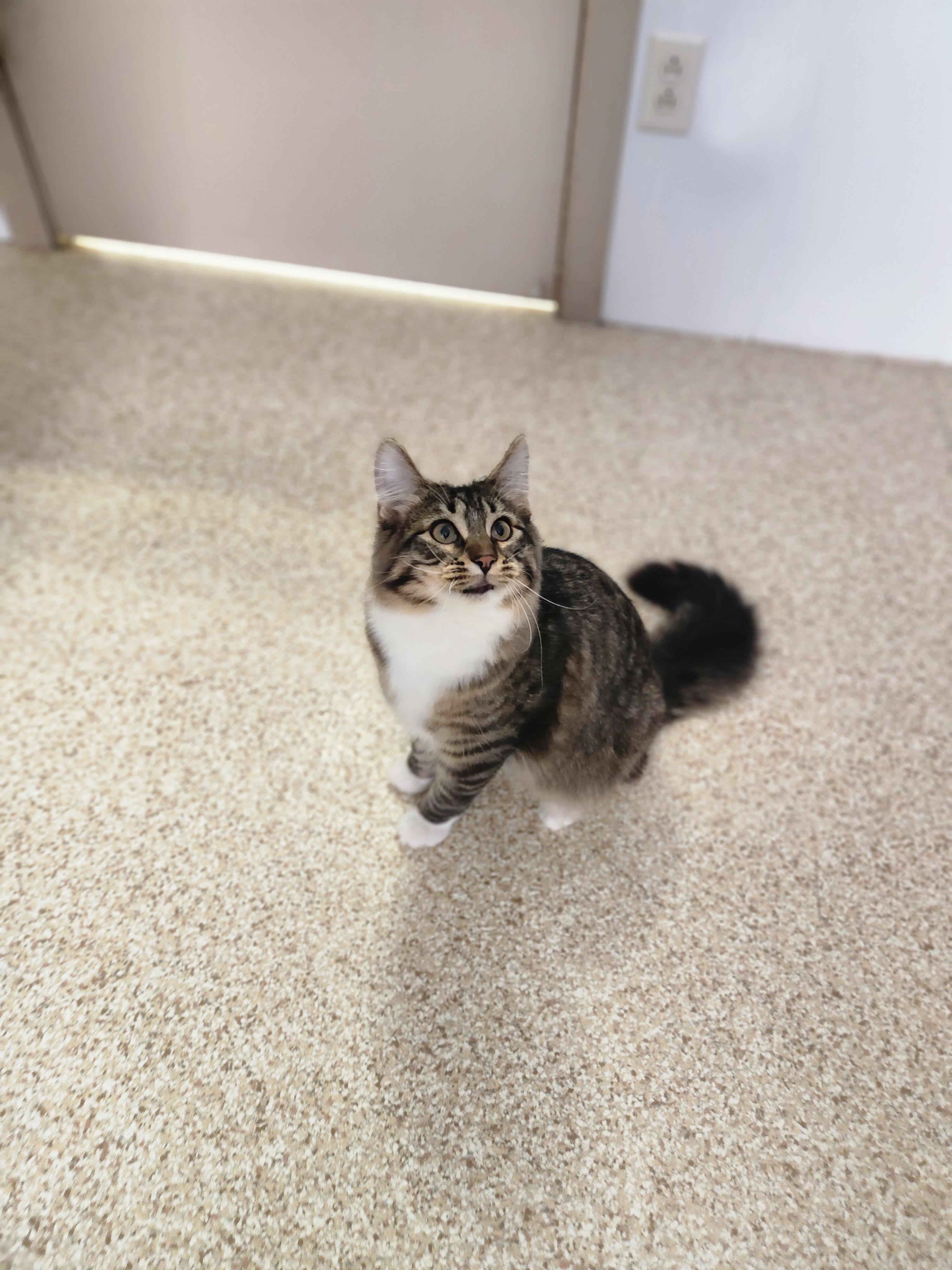 Enlarge Bozeman, a Adoptable Domestic Long Hair in Waupun, WI image 4/4