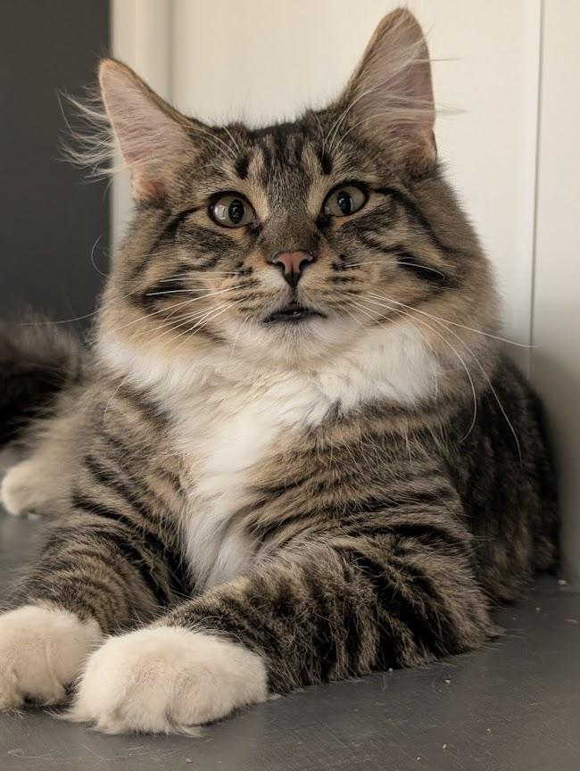 Enlarge Bozeman, a Adoptable Domestic Long Hair in Waupun, WI image 2/4