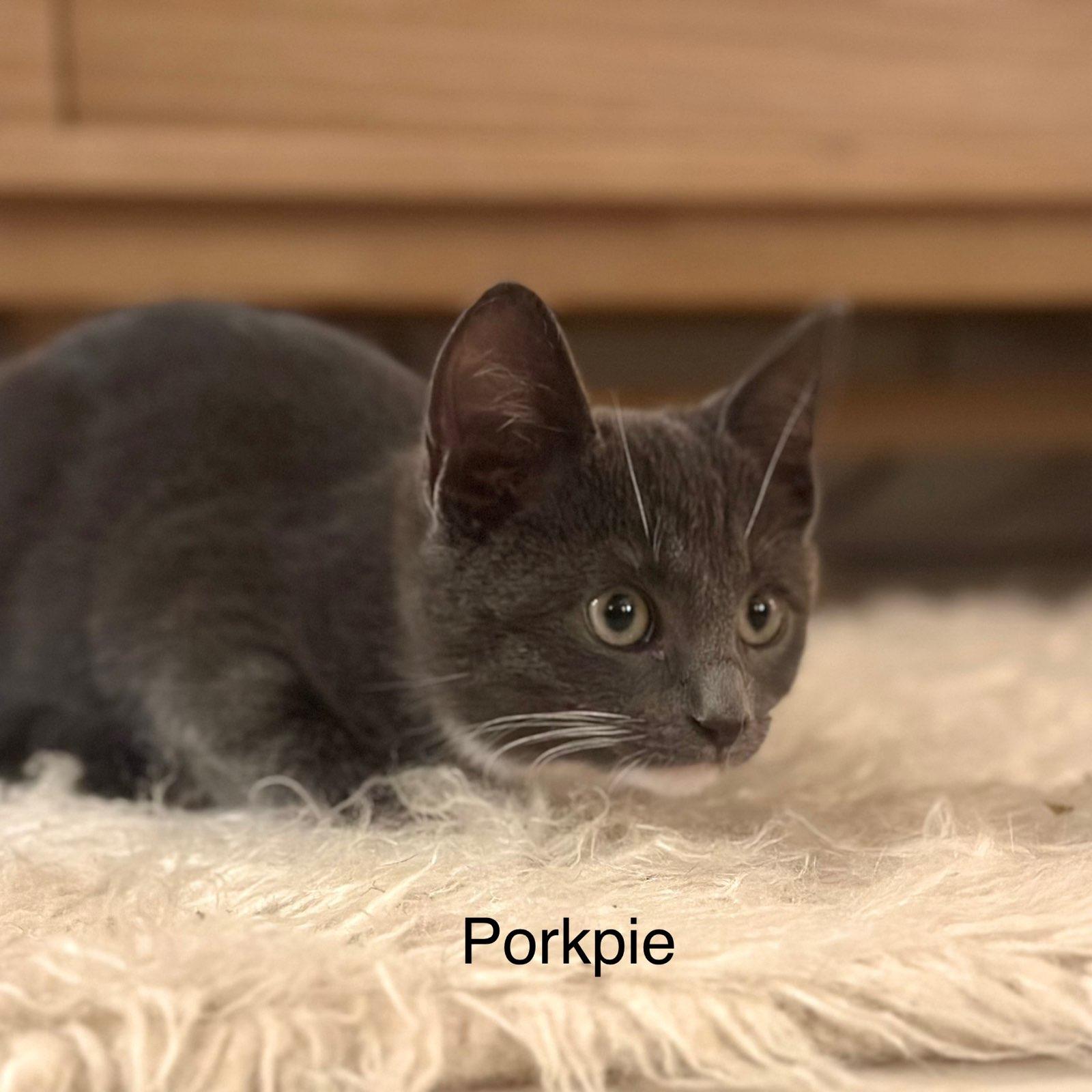 Enlarge Porkpie, a ADOPTABLE Domestic Short Hair in Brooklyn, NY image 1/4