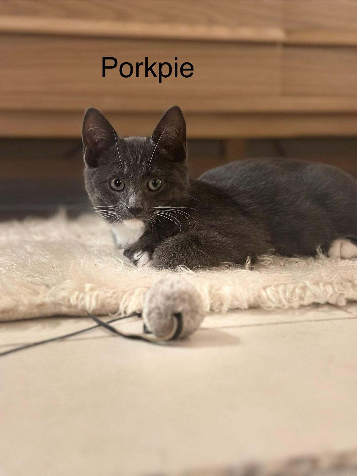 Enlarge Porkpie, a ADOPTABLE Domestic Short Hair in Brooklyn, NY image 2/4