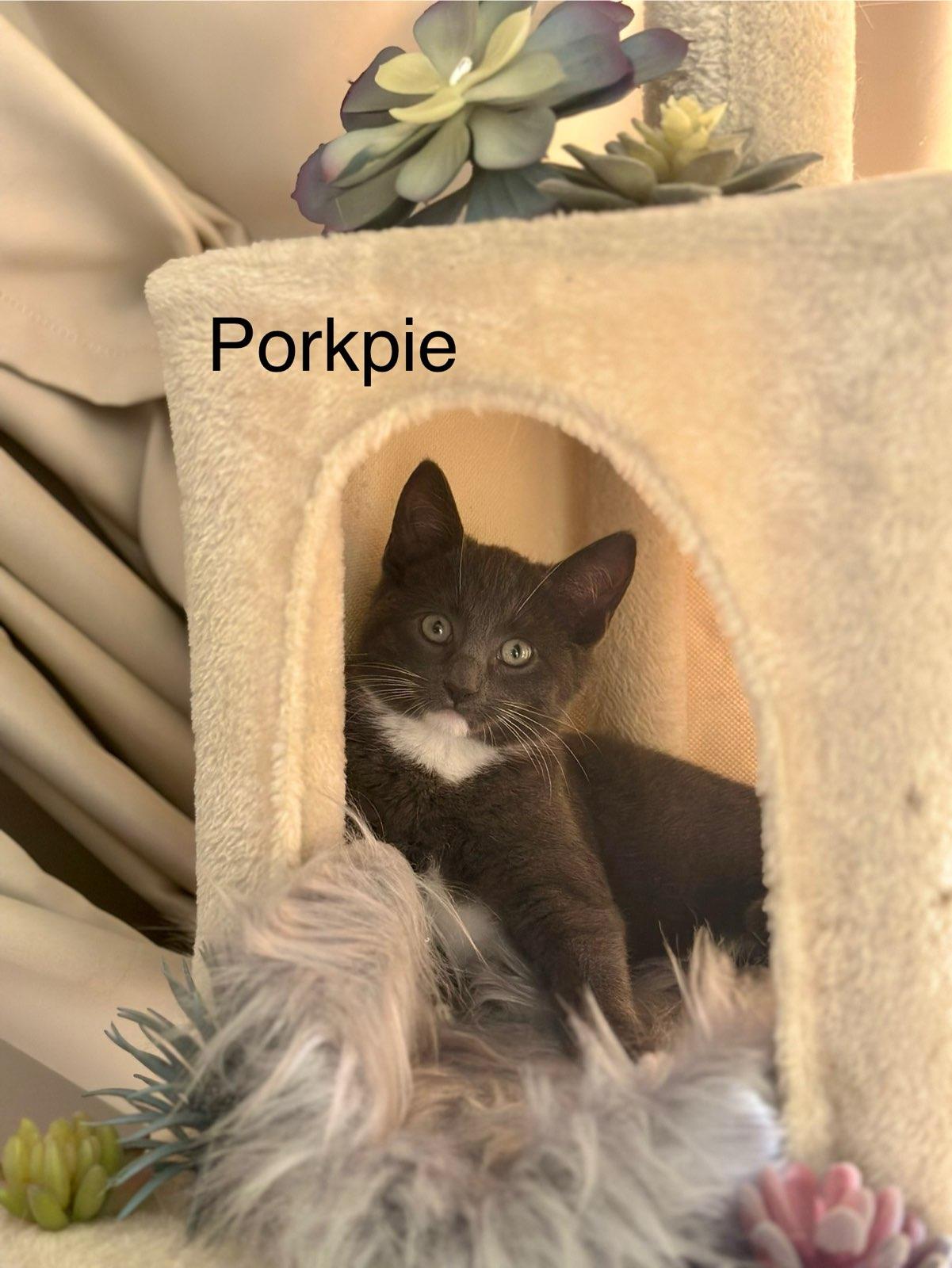 Enlarge Porkpie, a ADOPTABLE Domestic Short Hair in Brooklyn, NY image 3/4