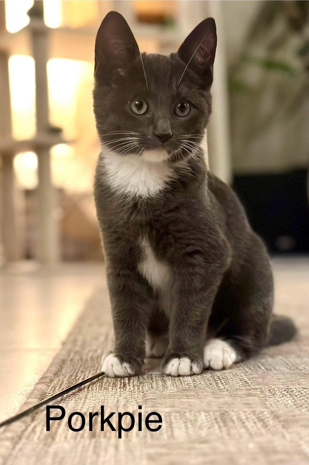 Enlarge Porkpie, a ADOPTABLE Domestic Short Hair in Brooklyn, NY image 4/4