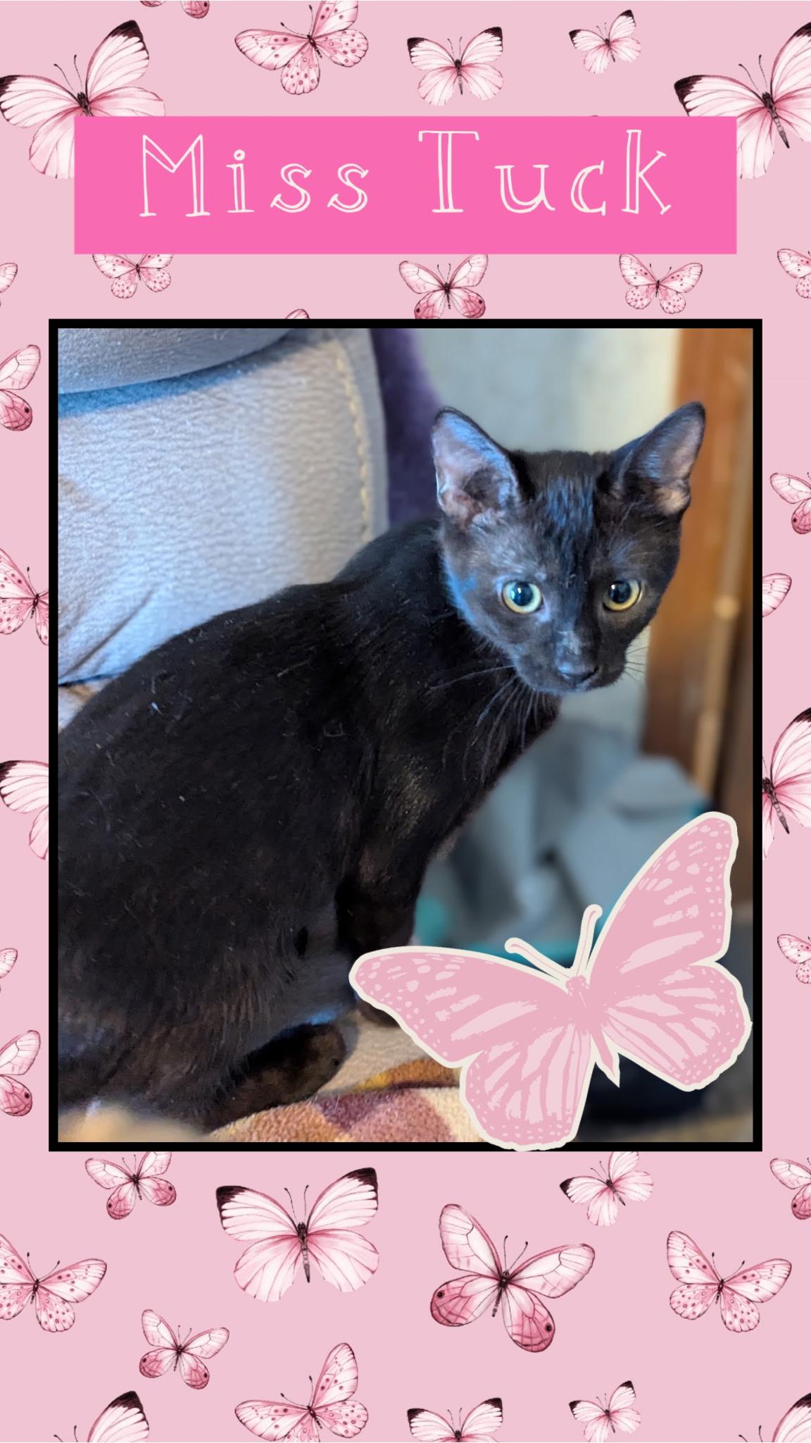 Enlarge Tuck, a Adoptable Domestic Short Hair in Kearney, NE image 1/1