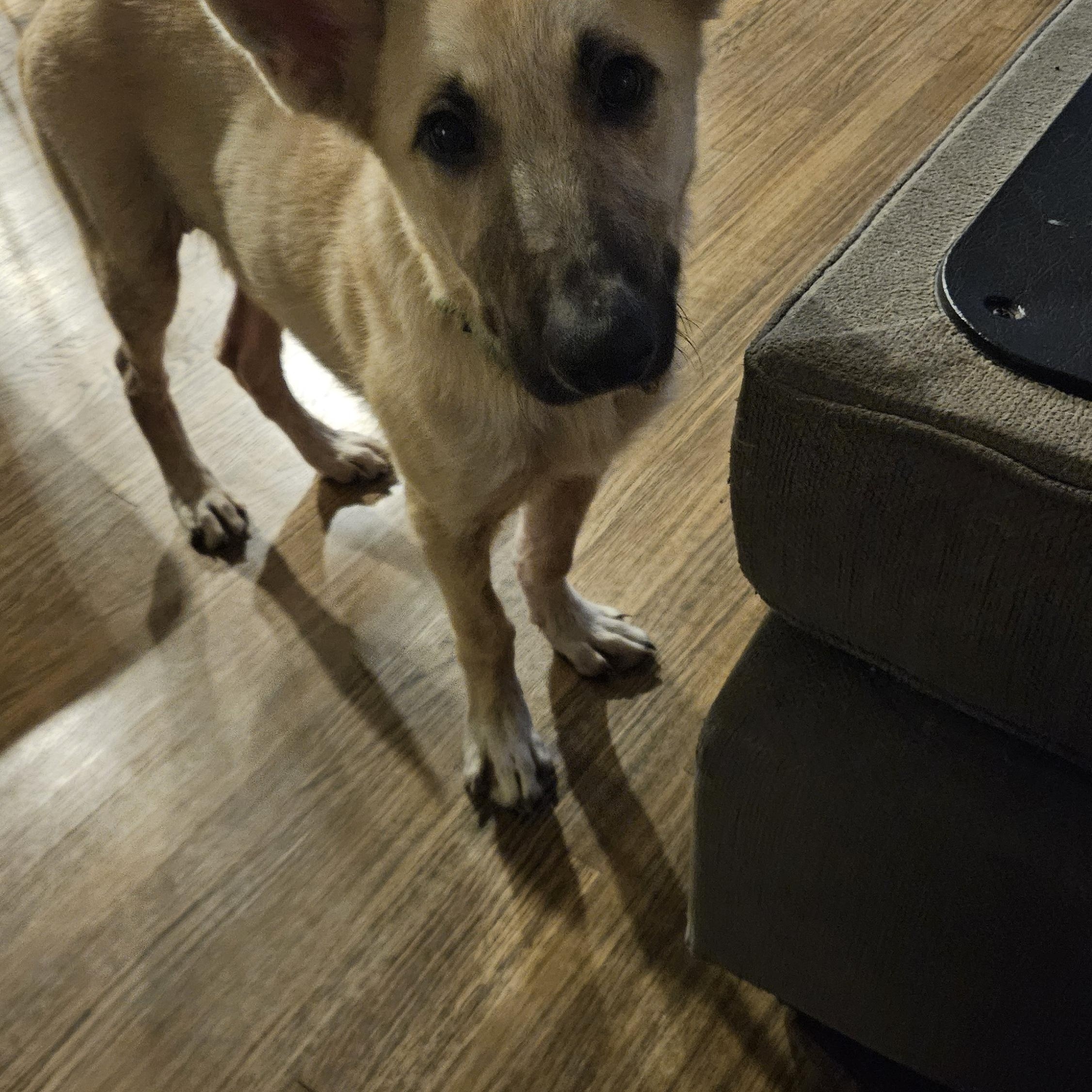 Stetson, Adoptable, Young Male German Shepherd Dog & Mixed Breed.