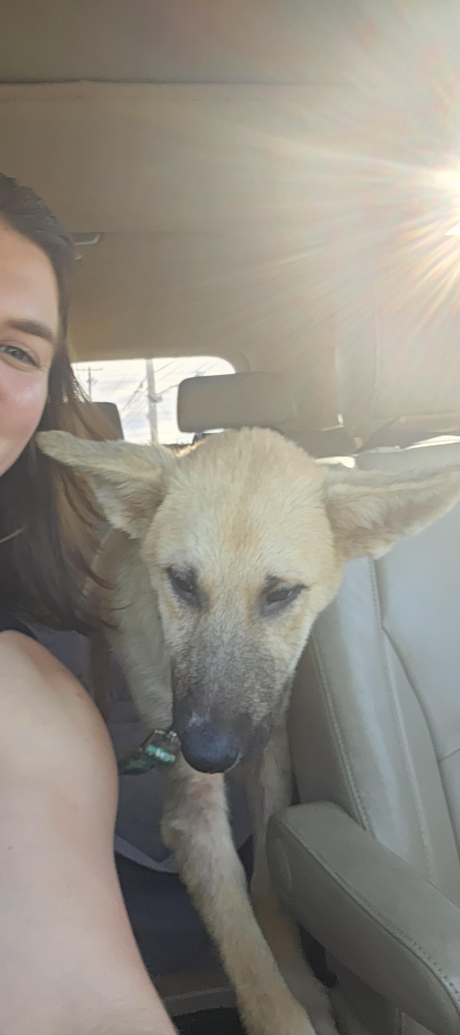 Enlarge Stetson, a Adoptable mixed breed in Choctaw, OK image 4/5