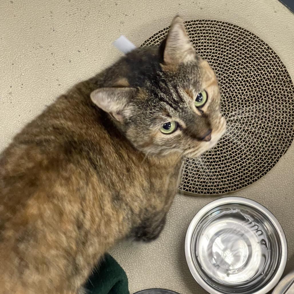 Enlarge Moxie, a Adoptable Domestic Short Hair in Tulsa, OK image 1/3