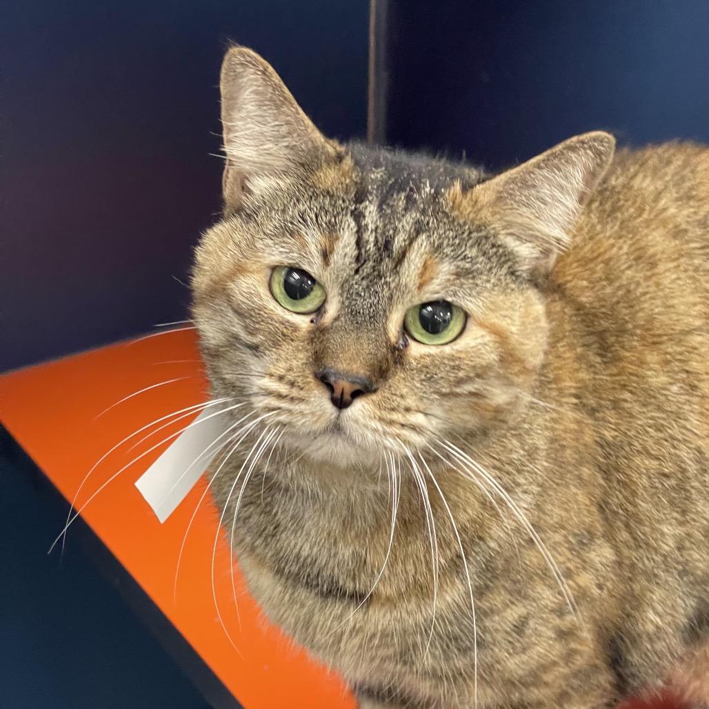 Enlarge Moxie, a Adoptable Domestic Short Hair in Tulsa, OK image 2/3