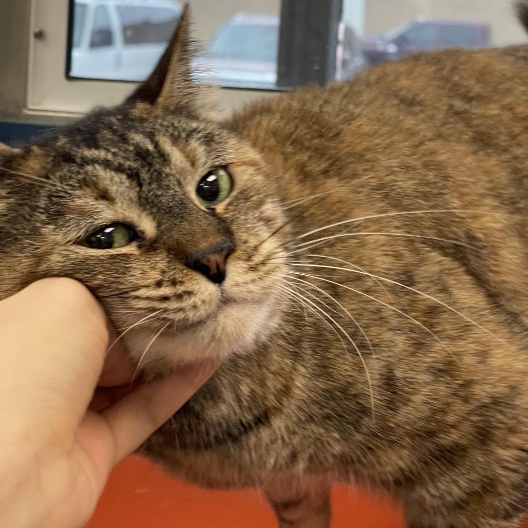 Enlarge Moxie, a Adoptable Domestic Short Hair in Tulsa, OK image 3/3