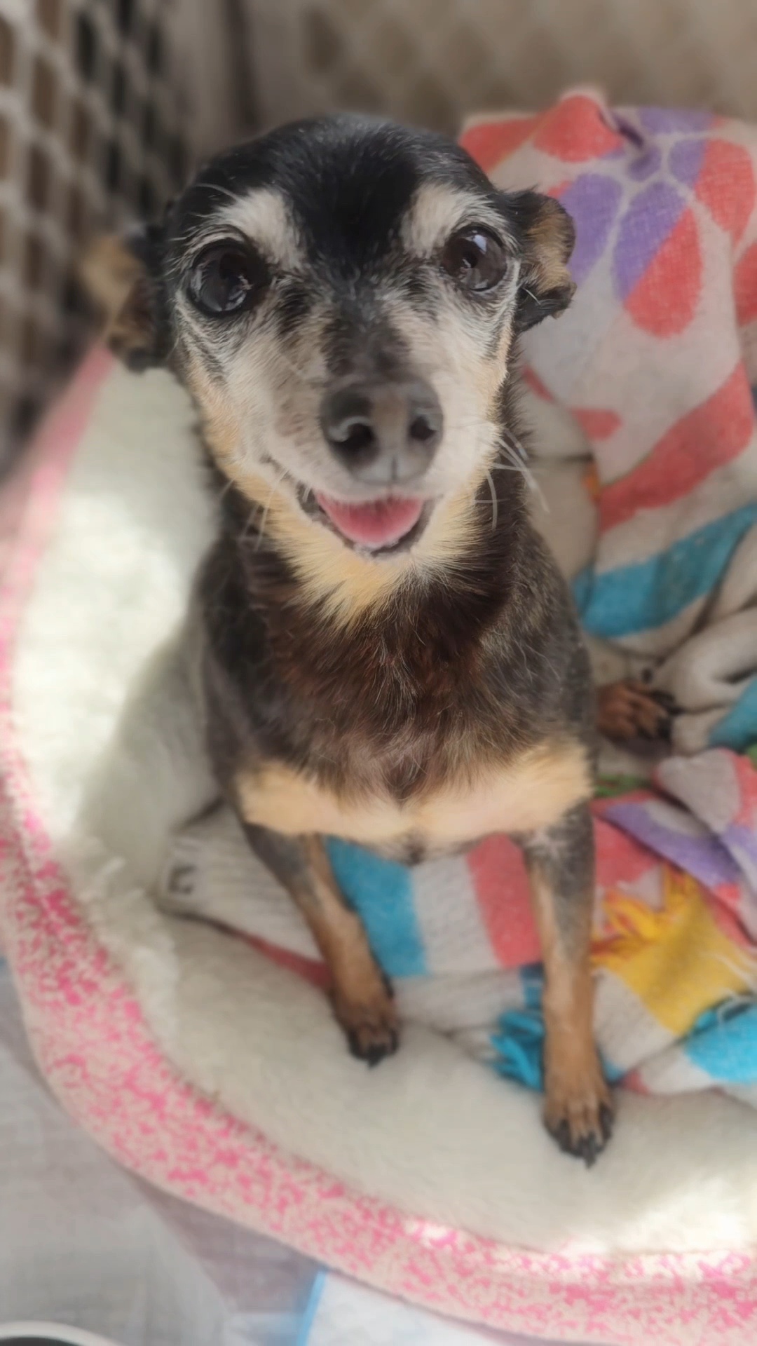 Enlarge Pistachio, an adopted Chihuahua in Running Springs, CA image 1/2