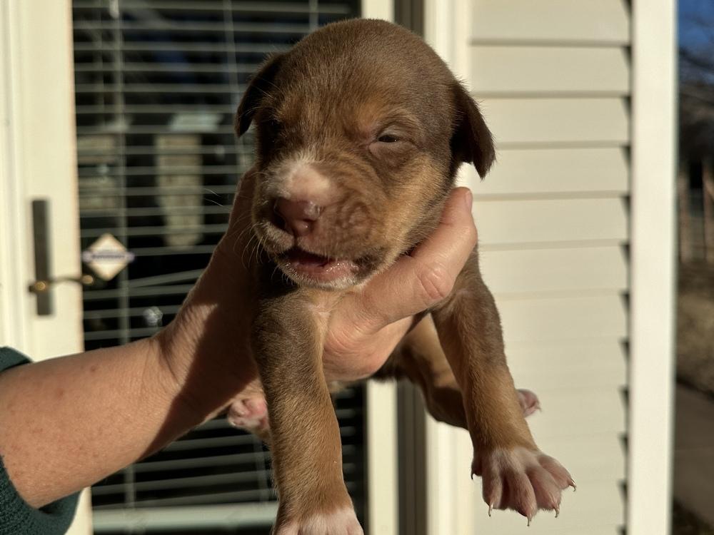 Comet, Adoptable, Puppy Male Labrador Retriever & Pointer.
