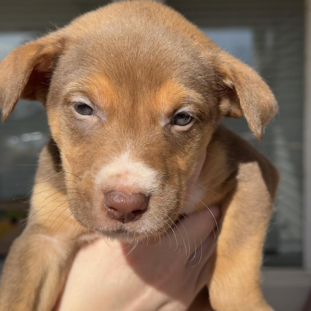 Comet, a Adoptable mixed breed image 2/2