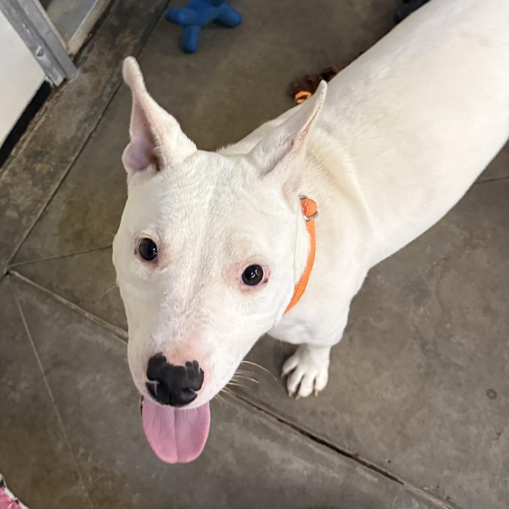 Pedro, Adoptable, Young Male Mixed Breed.