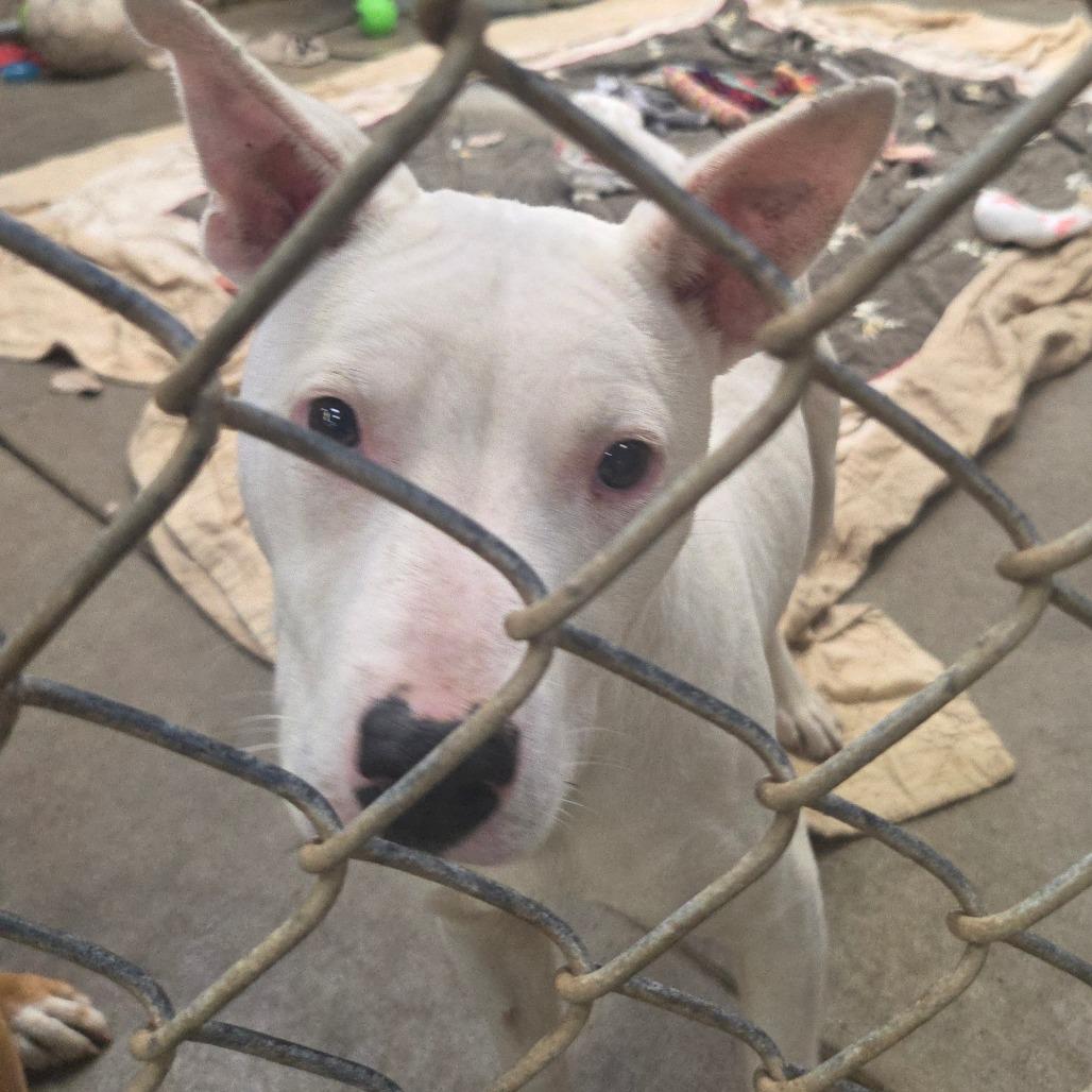 Pedro, a Adoptable Mixed Breed in Canton, IL image 2/4