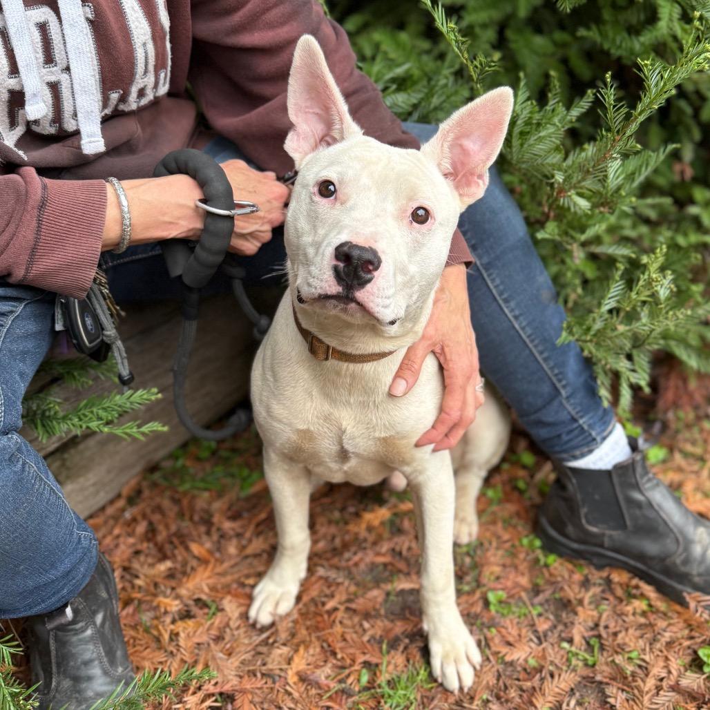 Pedro, a Adoptable Mixed Breed in Canton, IL image 3/4