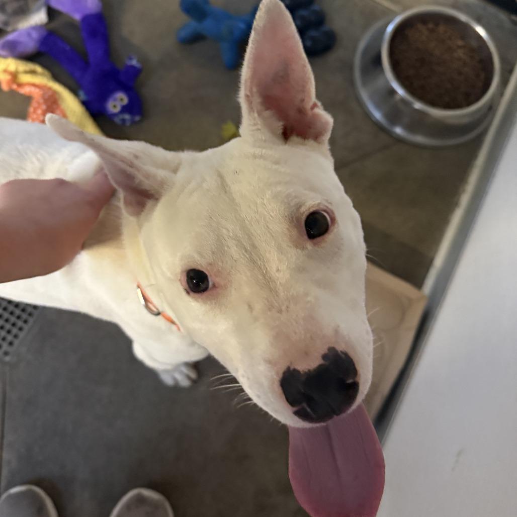 Pedro, a Adoptable Mixed Breed in Canton, IL image 4/4