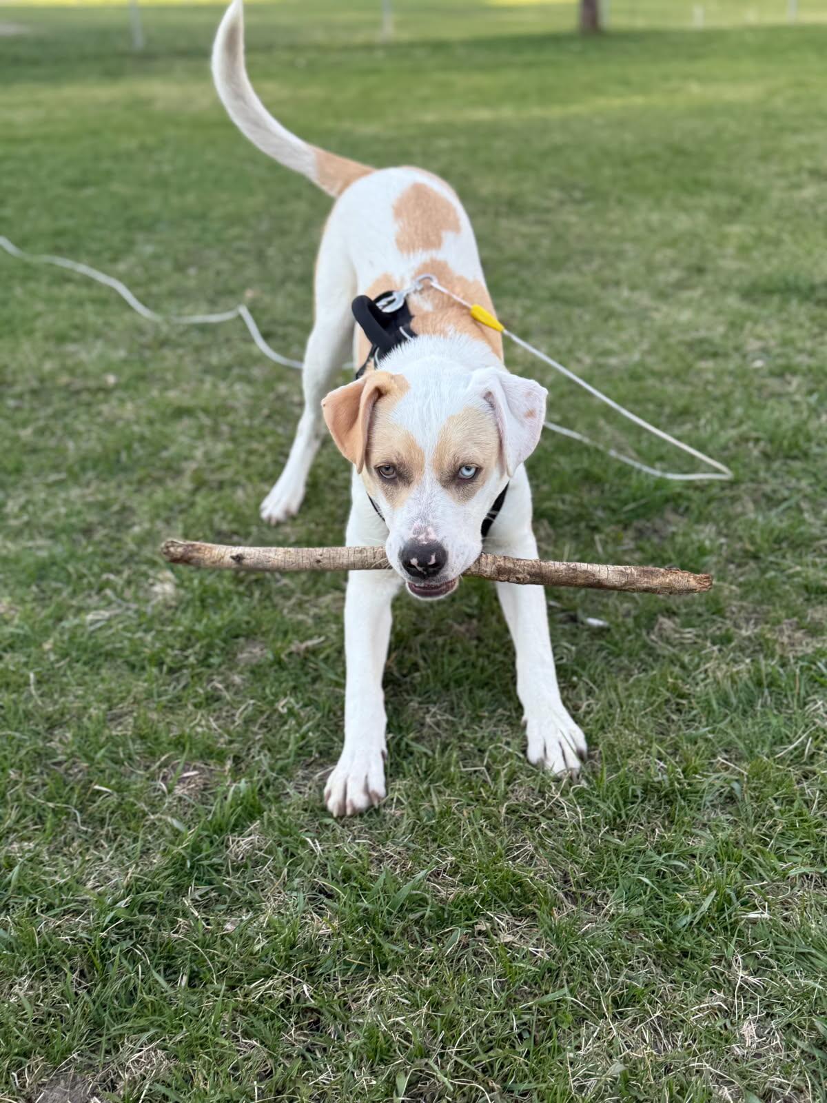 Max, a Adoptable mixed breed in Jamestown, ND image 2/4