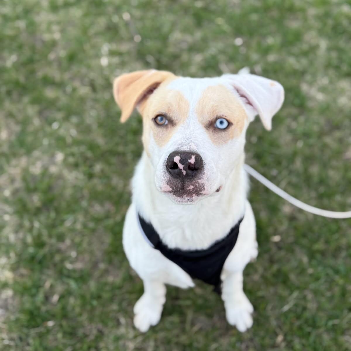 Max, Adoptable, Young Male Labrador Retriever.