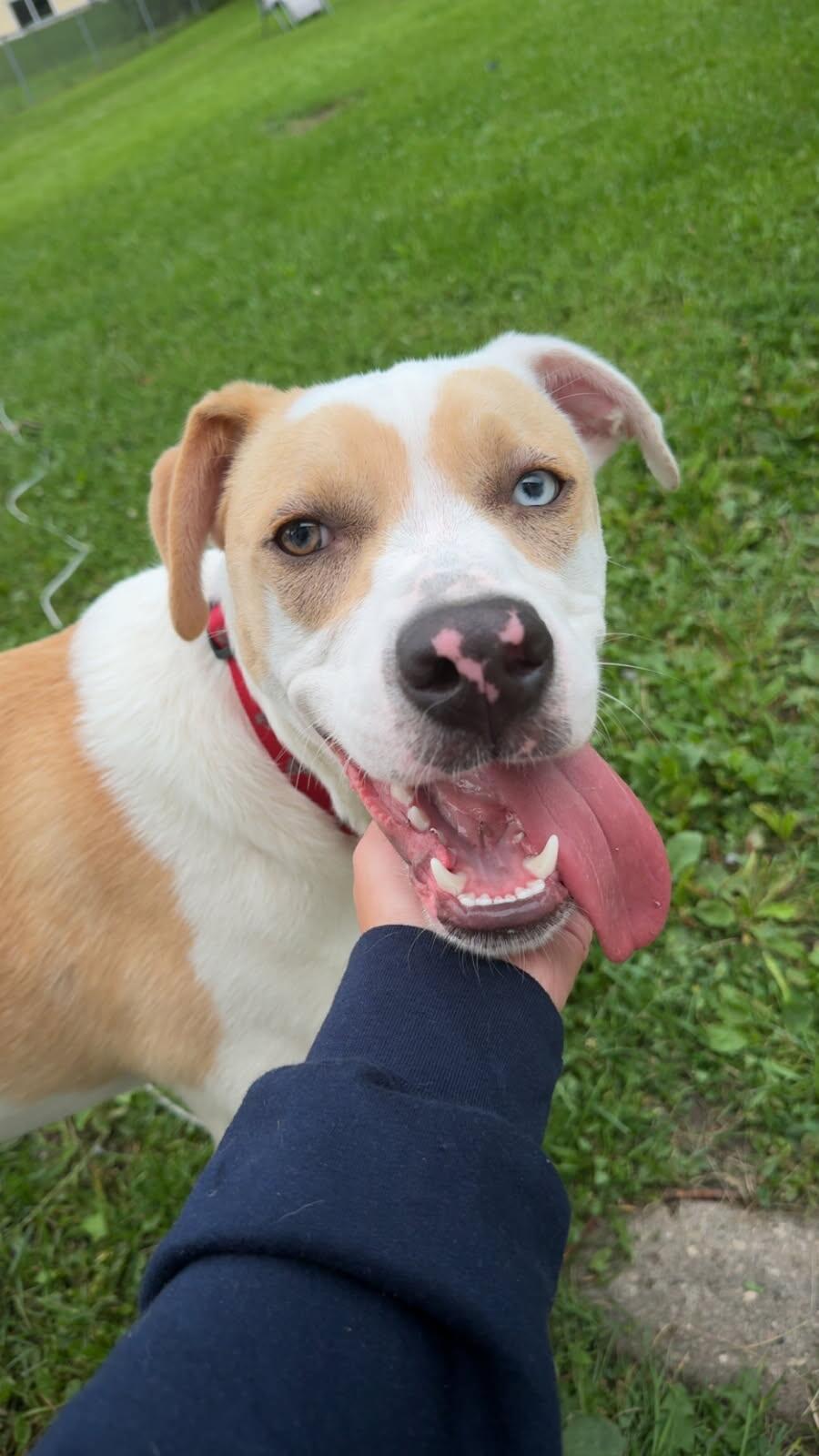Max, a Adoptable mixed breed in Jamestown, ND image 3/4