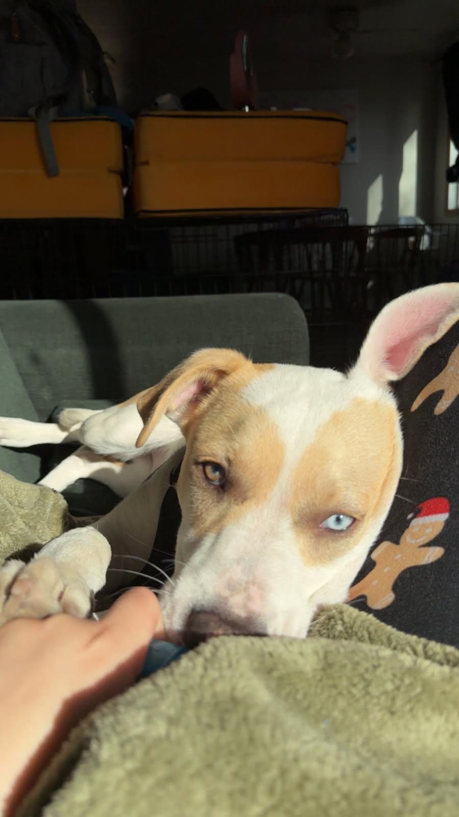 Max, a Adoptable mixed breed in Jamestown, ND image 4/4