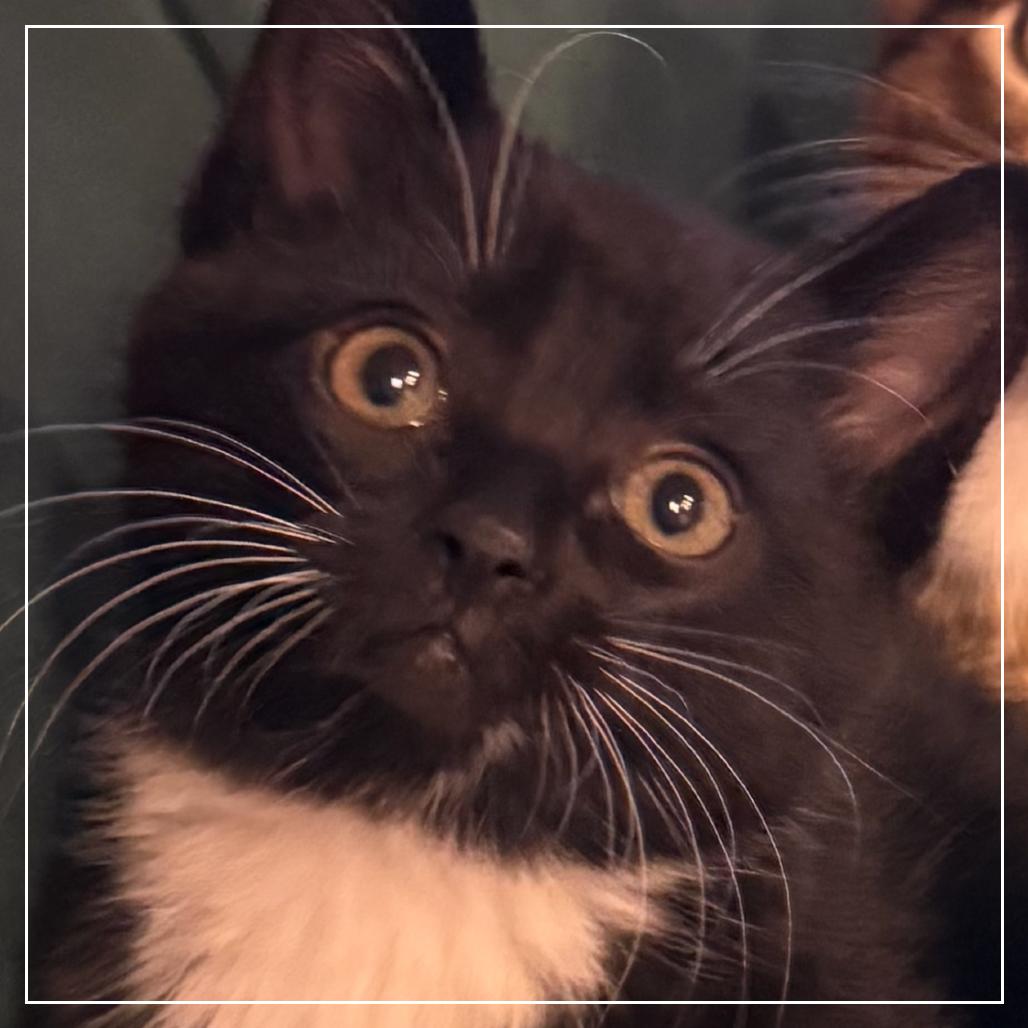 Chester, a Adoptable Domestic Short Hair in Ashland, OR image 1/2