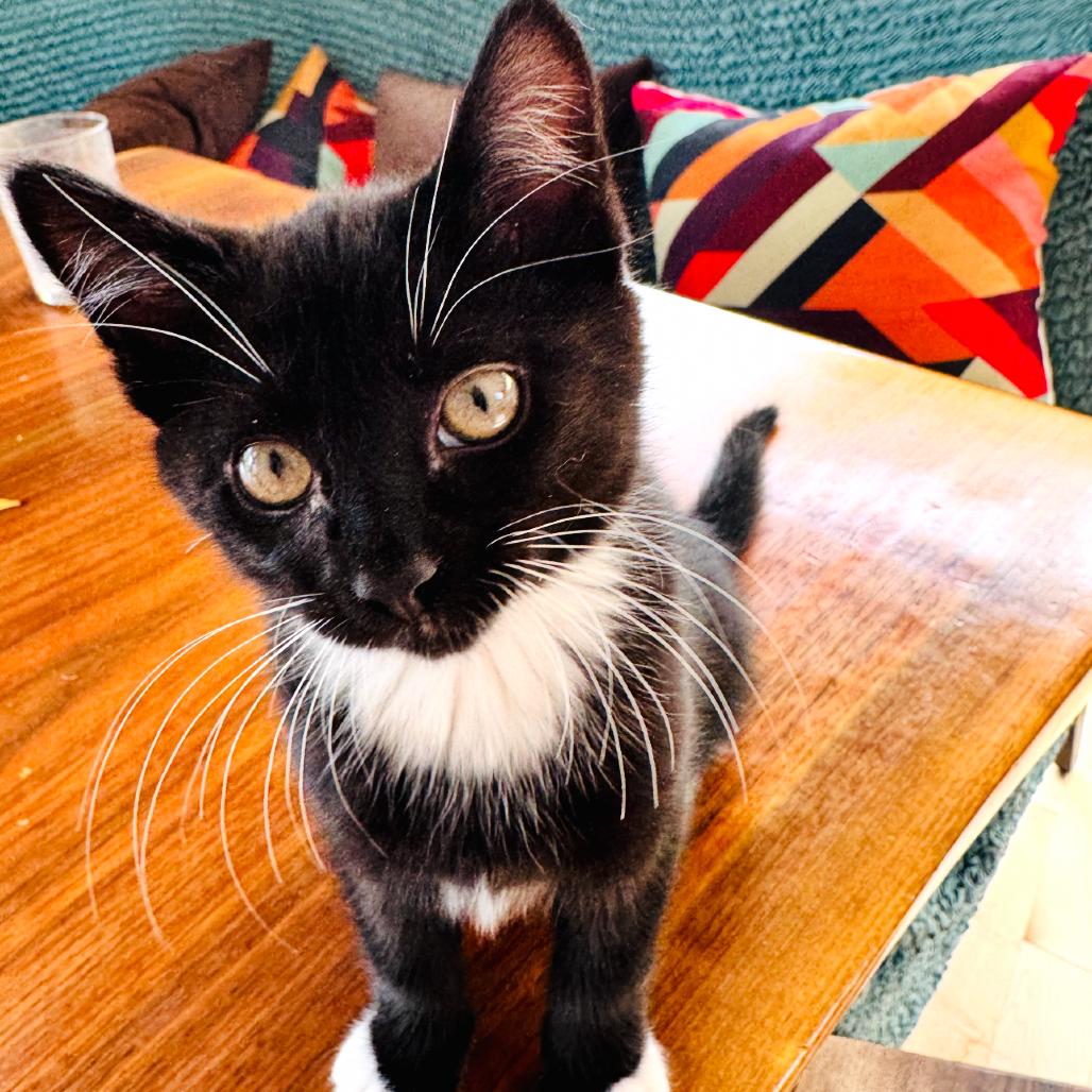 Chester, a Adoptable Domestic Short Hair in Ashland, OR image 2/2