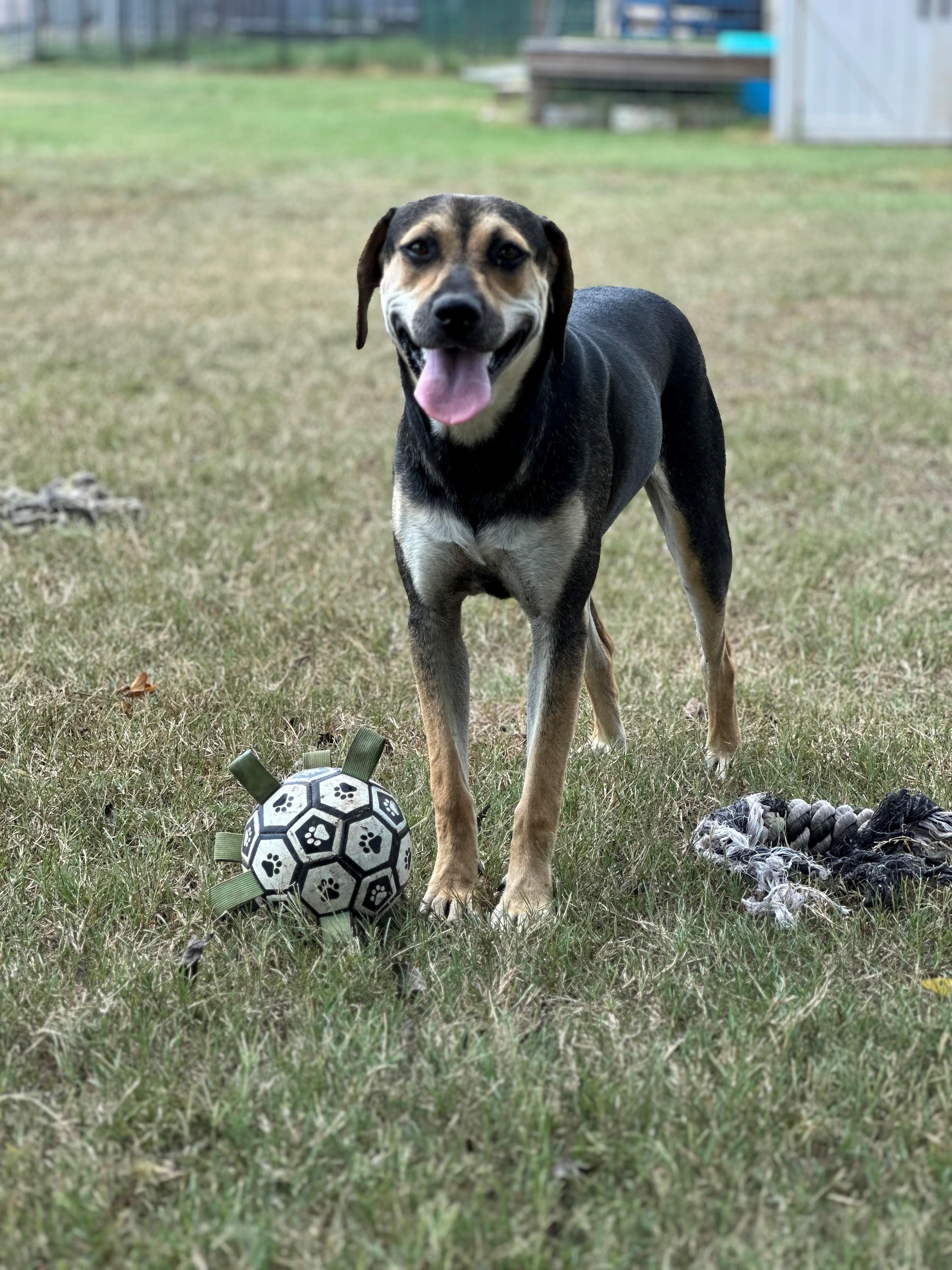 DeeDee, Adoptable, Puppy Female Catahoula Leopard Dog.
