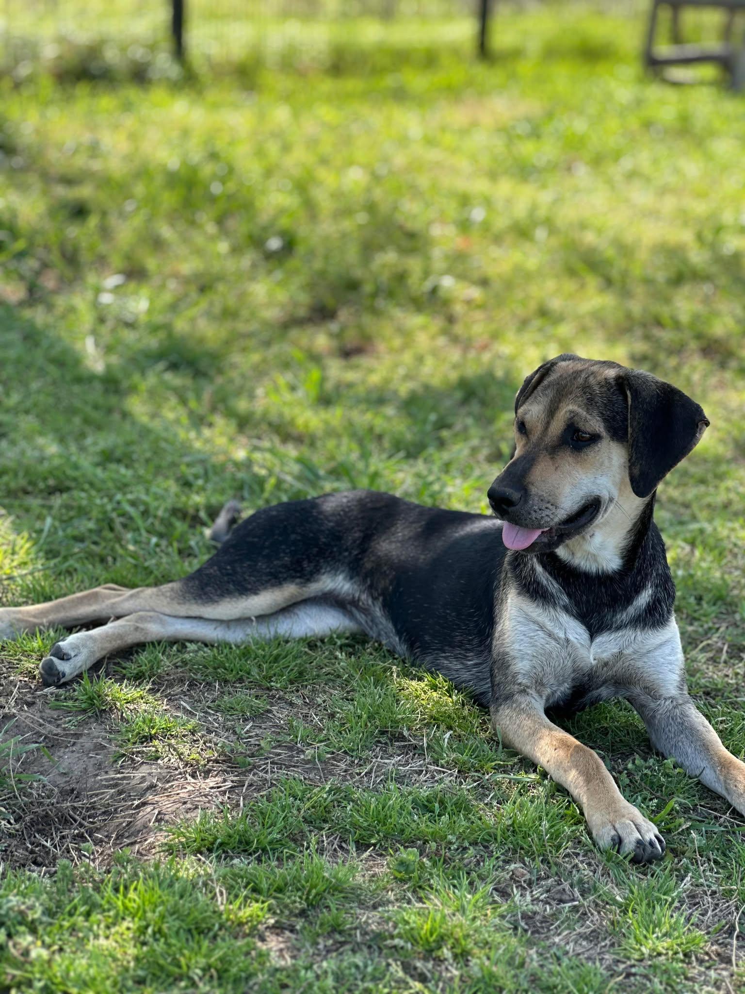 Enlarge DeeDee, a Adoptable mixed breed in Thornton, TX image 1/2