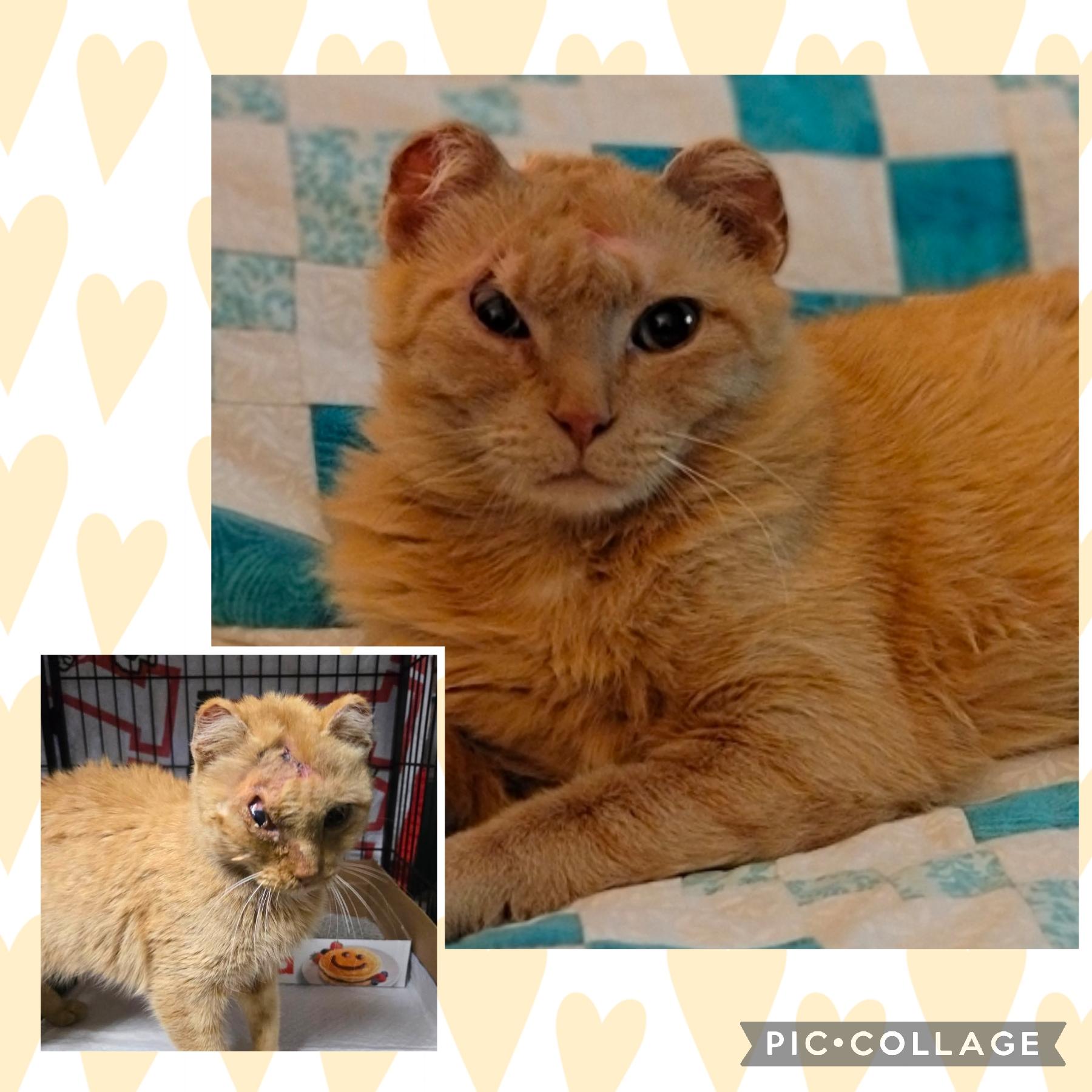 Randi, a ADOPTABLE Domestic Short Hair in Reeseville, WI image 3/3