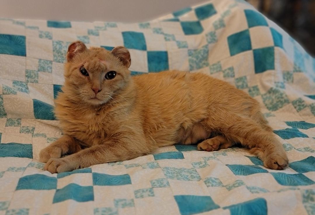 Randi, ADOPTABLE, Adult Female Domestic Short Hair.
