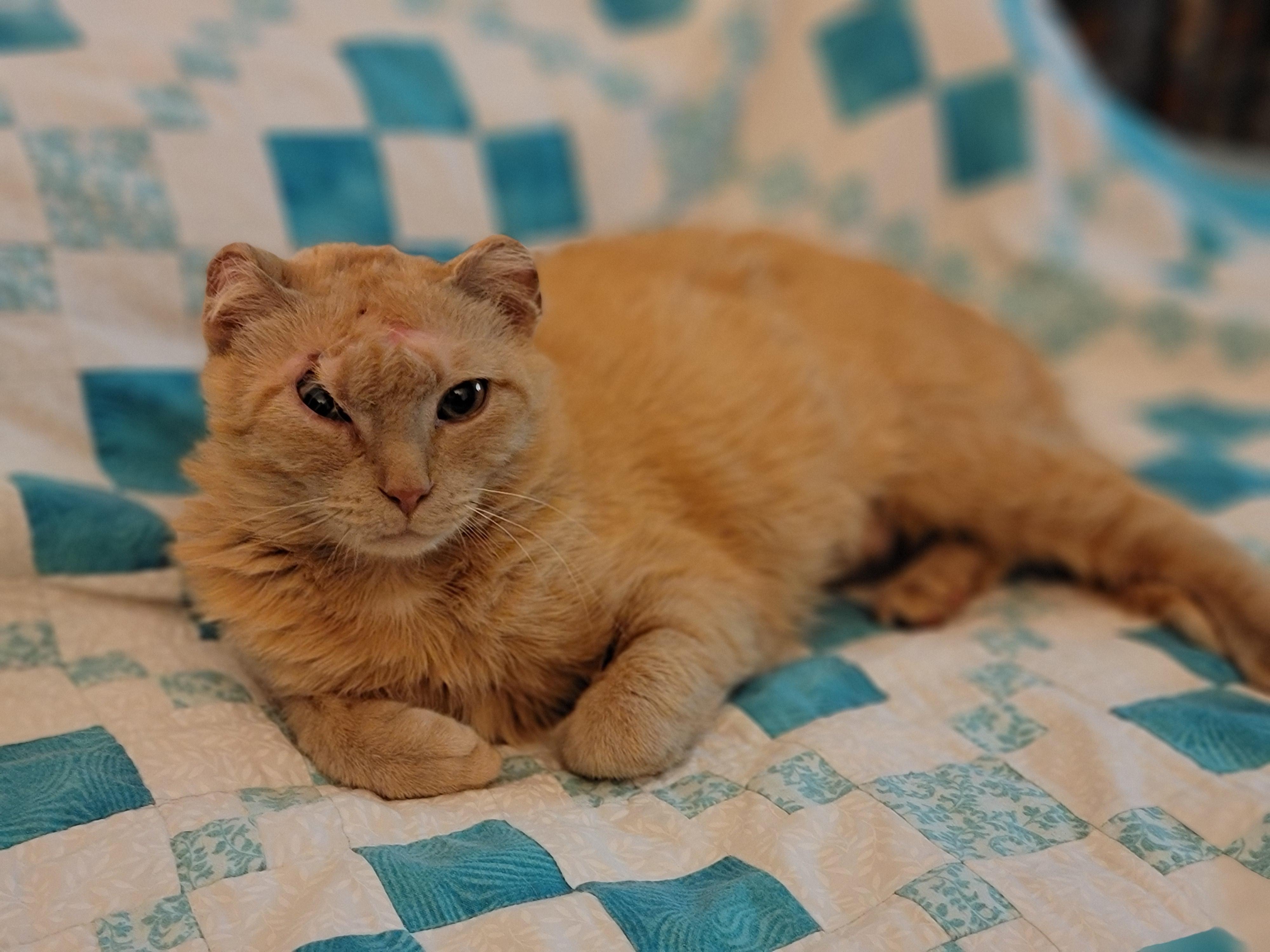 Randi, a ADOPTABLE Domestic Short Hair in Reeseville, WI image 2/3