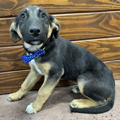 Enlarge Charles, an adopted mixed breed in The Colony, TX image 1/3