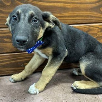 Enlarge Charles, an adopted mixed breed in The Colony, TX image 3/3