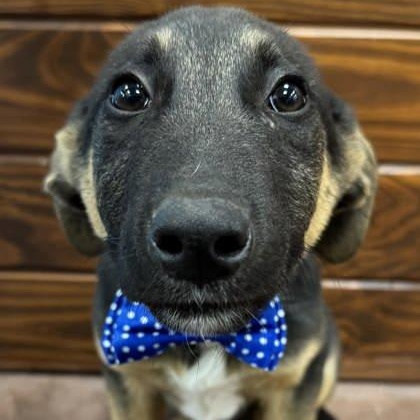 Enlarge Charles, an adopted mixed breed in The Colony, TX image 2/3