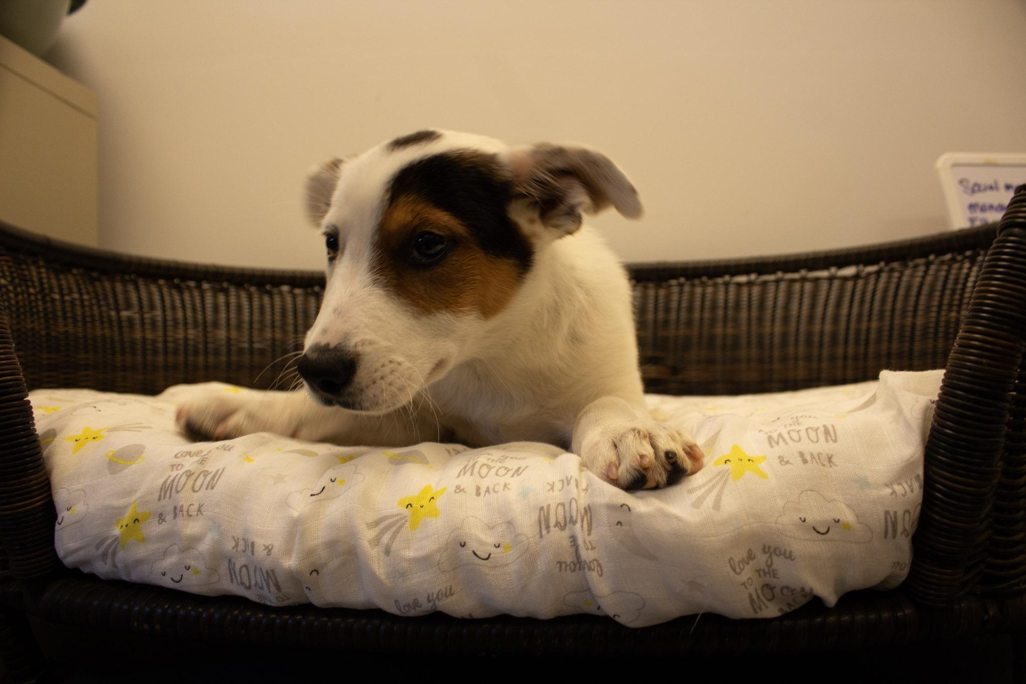 peter pan, a Adoptable Cattle Dog in Neillsville, WI image 3/3