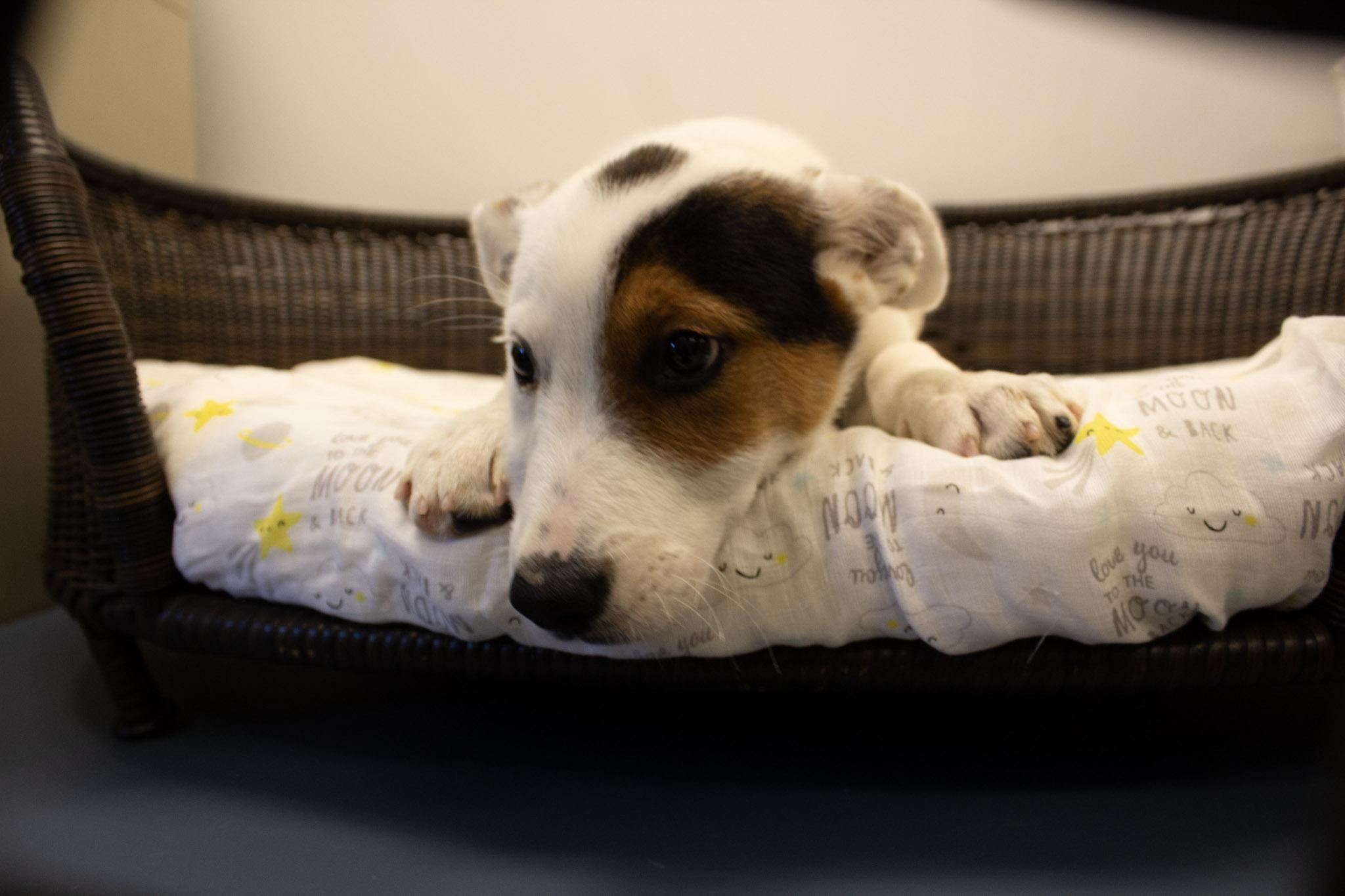 peter pan, a Adoptable Cattle Dog in Neillsville, WI image 1/3
