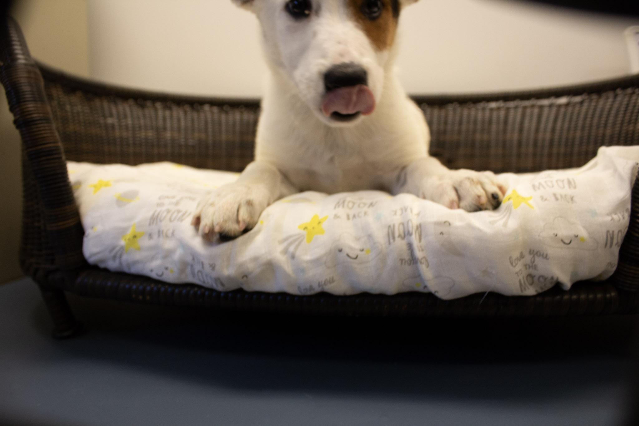 peter pan, a Adoptable Cattle Dog in Neillsville, WI image 2/3