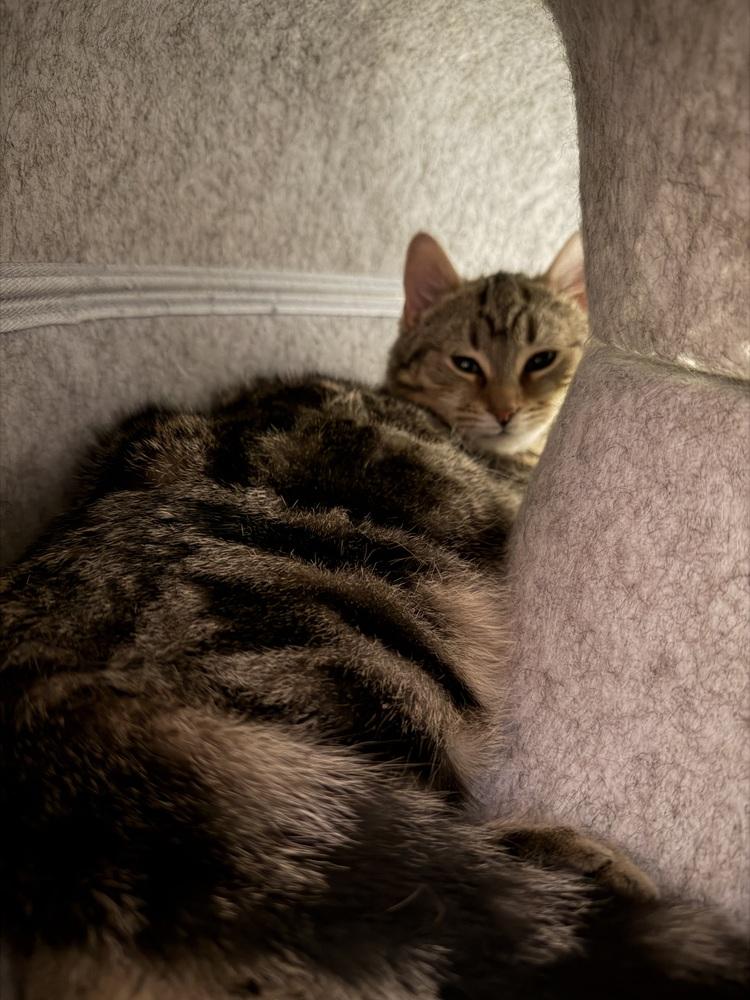 Enlarge Schitt's Creek:  David Rose - part of bonded pair, a Adoptable mixed breed in Warren, CT image 1/6