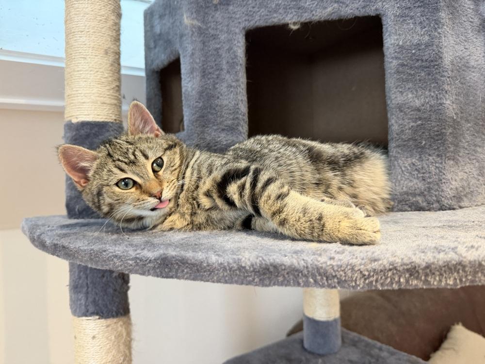 Enlarge Schitt's Creek:  David Rose - part of bonded pair, a Adoptable mixed breed in Warren, CT image 2/6