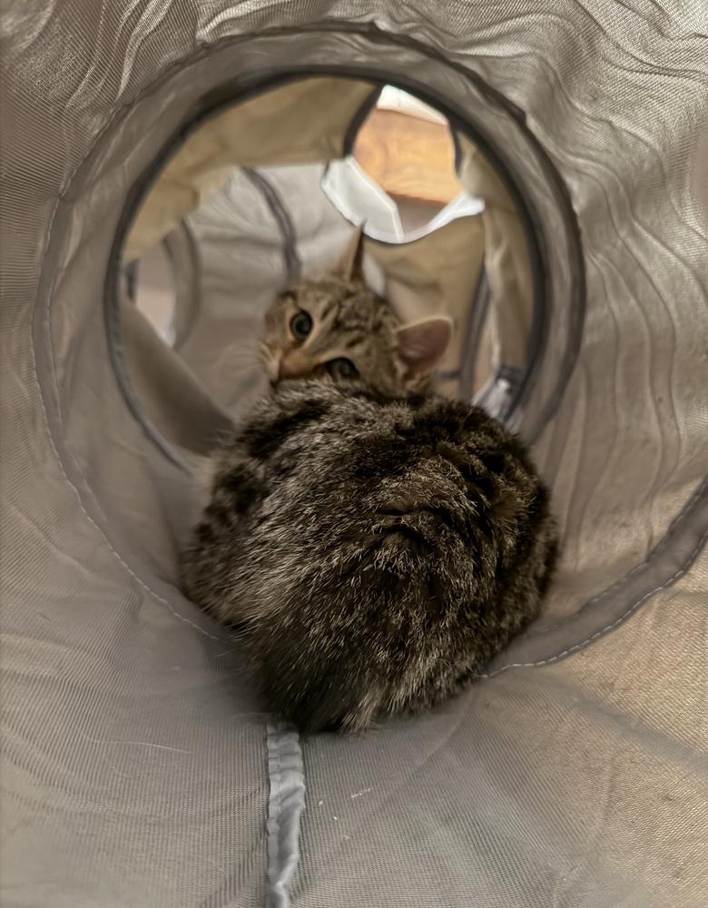 Enlarge Schitt's Creek:  David Rose - part of bonded pair, a Adoptable mixed breed in Warren, CT image 3/6