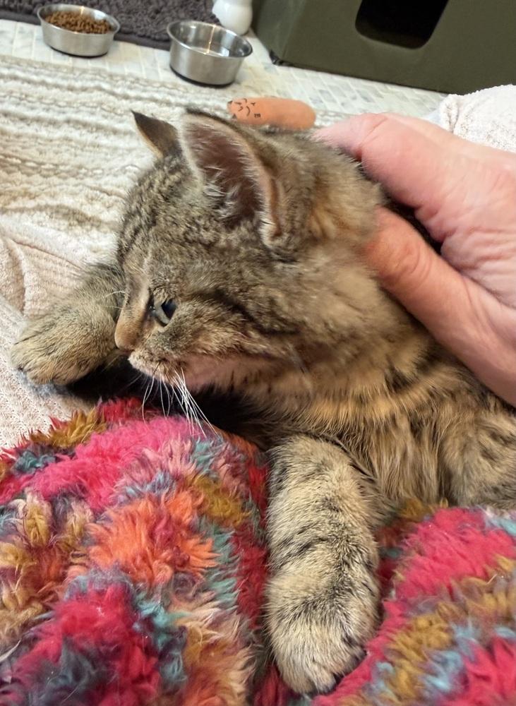 Enlarge Schitt's Creek:  David Rose - part of bonded pair, a Adoptable mixed breed in Warren, CT image 4/6