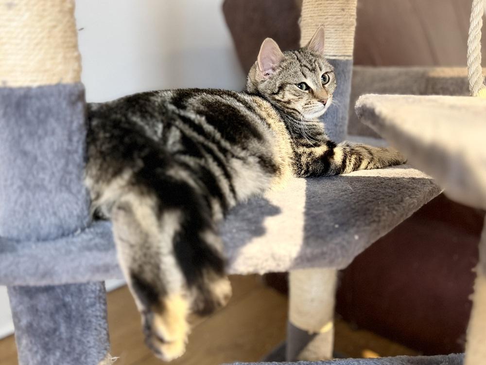 Enlarge Schitt's Creek:  David Rose - part of bonded pair, a Adoptable mixed breed in Warren, CT image 5/6