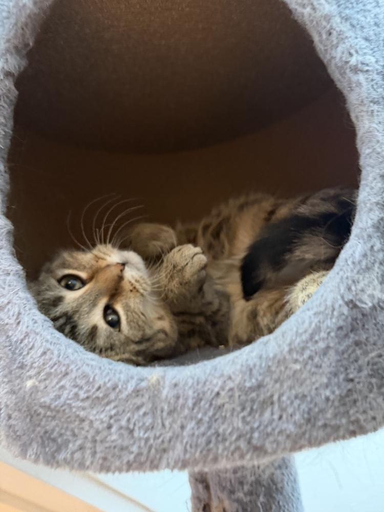 Enlarge Schitt's Creek:  David Rose - part of bonded pair, a Adoptable mixed breed in Warren, CT image 6/6