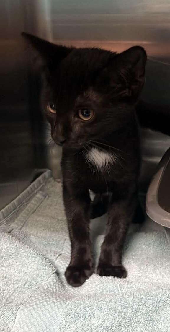 Jonesy, Adoptable, Young Female Domestic Short Hair.