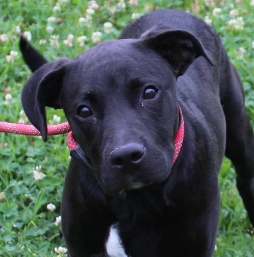 GRIMMIE, a ADOPTABLE mixed breed in Claremore, OK image 1/2