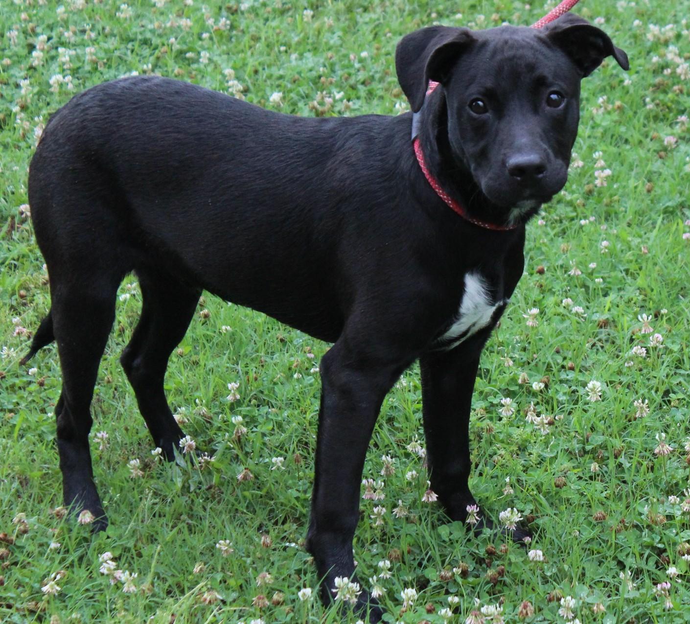 GRIMMIE, a ADOPTABLE mixed breed in Claremore, OK image 2/2